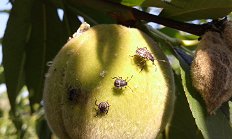 Marmorirana smrdljivka - ličinke na plodovih