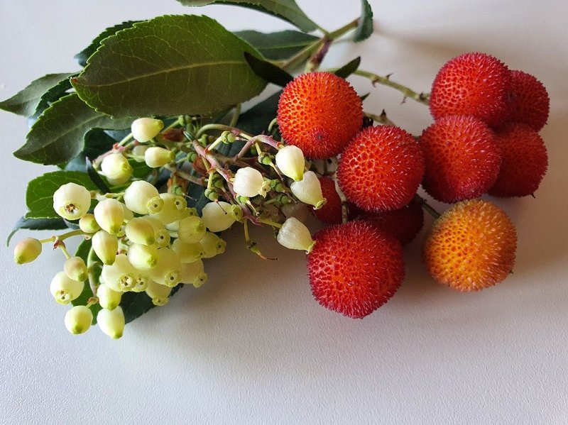 Socvetje in plodovi navadne jagodičnice