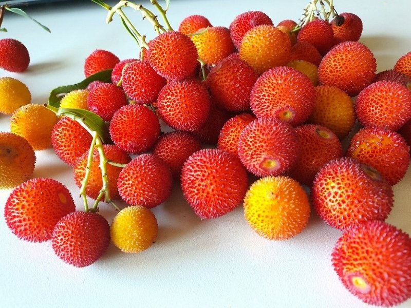 Plodovi  navadne jagodičnice v različnih stopnjah zrelosti