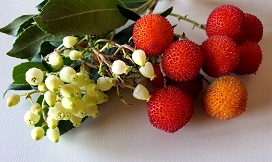 Slika Socvetje in plodovi navadne jagodičnice