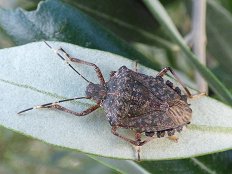 Marmorirana smrdljivka - Halyomorpha halys