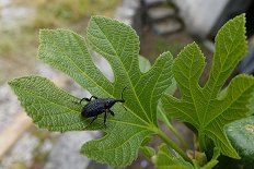 Figov rilčkar -Aclees taiwanensis