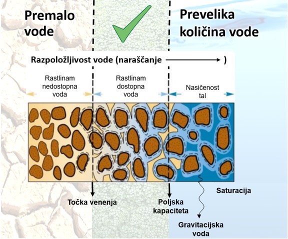 Razpoložljivost vode v tleh in njena dostopnost za rastline 