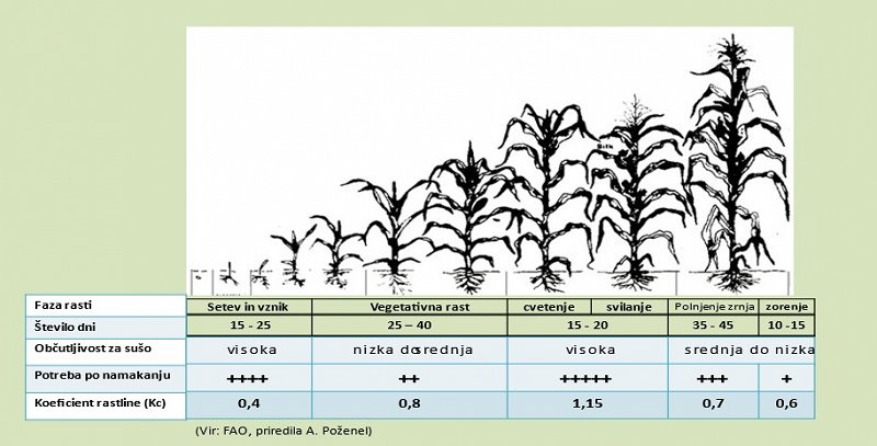 Občutljivost koruze na sušni stres glede na fazo rasti in potrebe po namakanju