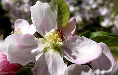 Jabolčna grizlica na cvetu jablane