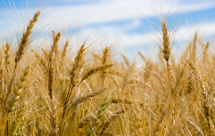 pšenica