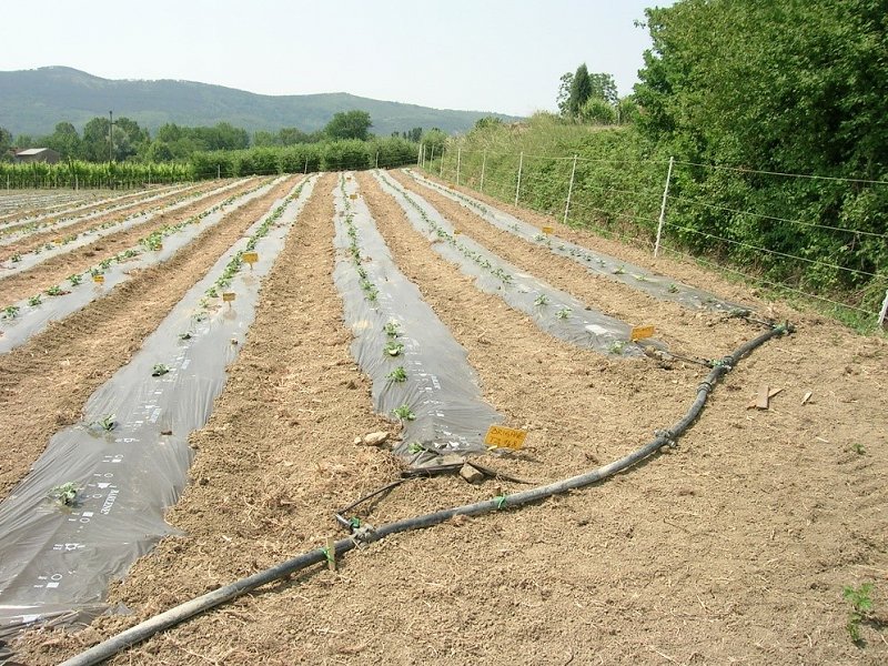 Kapljični sistem namakanja v pridelavi dinje