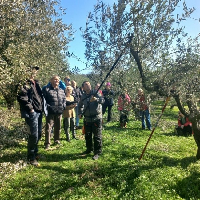 Demonstracija rezi na sortah Istrska belica in Leccino_2.jpg