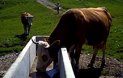 Slika napajalisce Vir: http://odmev.zrc-sazu.si/planina