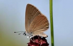 metullj, foto: Primož Glogovčan