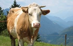 Slika image004