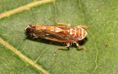 Scaphoideus_titanus_F