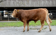 Fejo 6