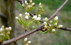 junijska lepotica bbch 57