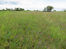 IMG_7309