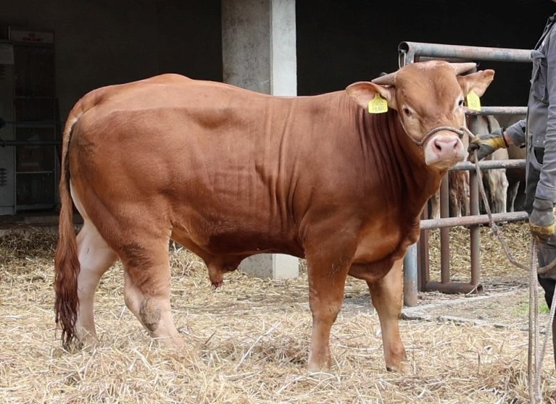 LICITACIJA PLEMENSKIH BIKOV LIMUZIN IN ŠAROLE PASME - Novice