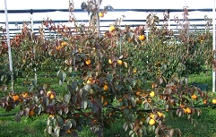 Drevo sorte kaki tipo