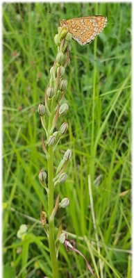 postavnež na smrdljivki