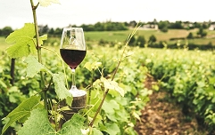 pexels-elletakesphotos-2954929