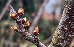 Slika vr_sliva_BBCH53