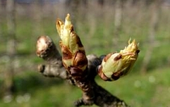 Slika Slika305032026