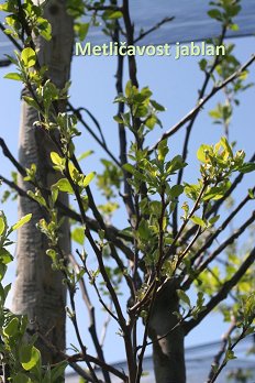 Metličavost_jablan
