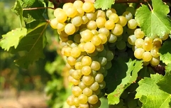 Slika Posnetek zaslona 2026-03-17 164442