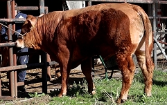 Slika SI 85942462 MENTOR PP - frame at 1m5s-2