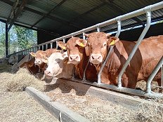 Vzrejališče - april 26