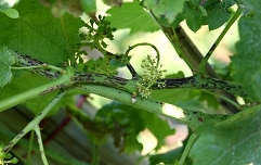 Slika črna pegavost vinske trte