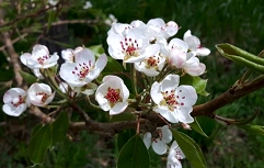 Slika 185-20230530053531