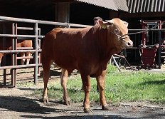 Odbira mesni - 21.4.26 - 7 - 2