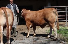 Odbira mesni - 21.4.26 - 8 - 2