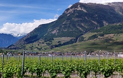 Slika MMS03-Pogled na vinograde