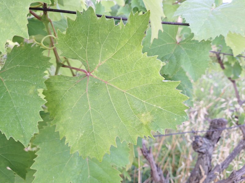 peronospora na listu