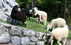 Slika IMG_3829