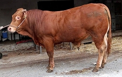 Slika SI46150257- HANNI.1