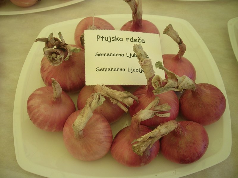 PTUJSKA RDEČA