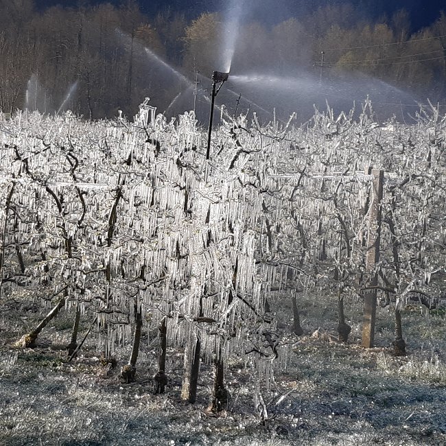 pozeba sadovjak 2.jpg