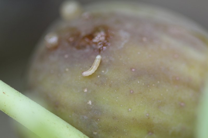 vr_crna_figova_muha_larva